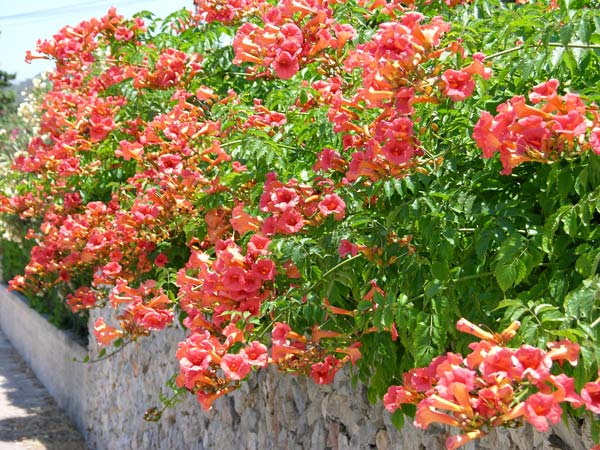campsis radicans 03