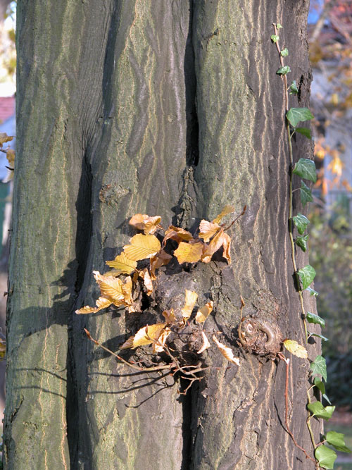 carpinus betulus 05