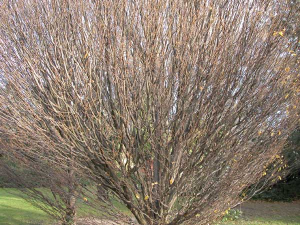 carpinus betulus columnaris 01