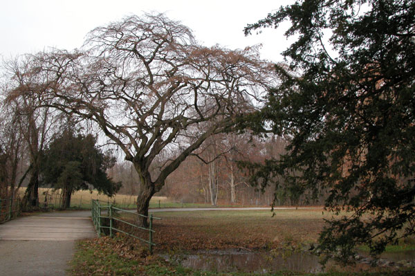 carpinus betulus pendula 15