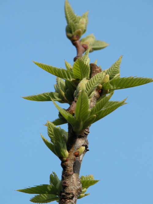 castanea sativa 08