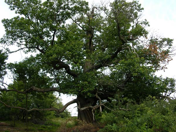 castanea sativa 28
