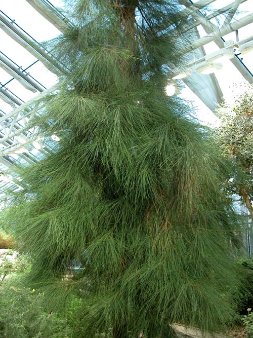 casuarina equisetifolia 01