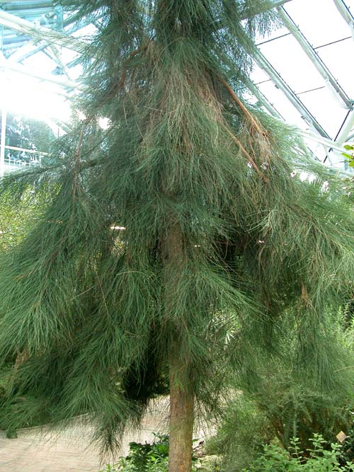 casuarina equisetifolia 02