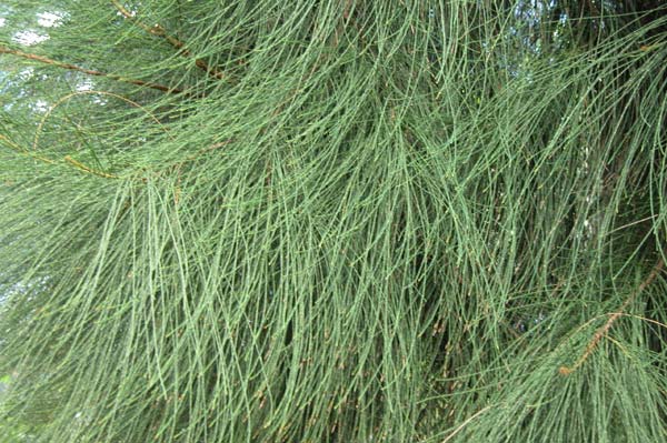 casuarina equisetifolia 05