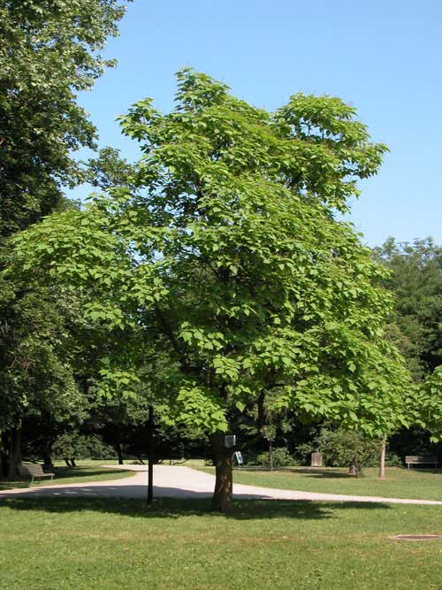 catalpa bignonioides 01