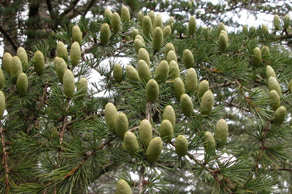 cedrus libani 02