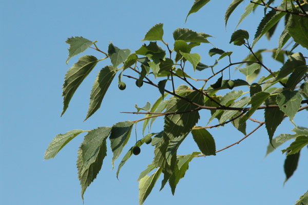 celtis australis 02
