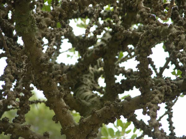 ceratonia siliqua 02