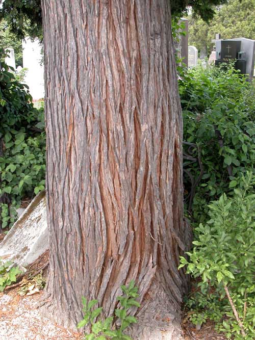 chamaecyparis lawsoniana 05