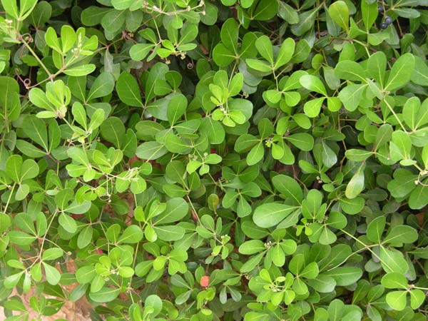 cissus digitata 01