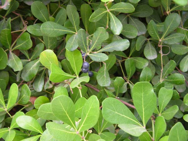 cissus digitata 02