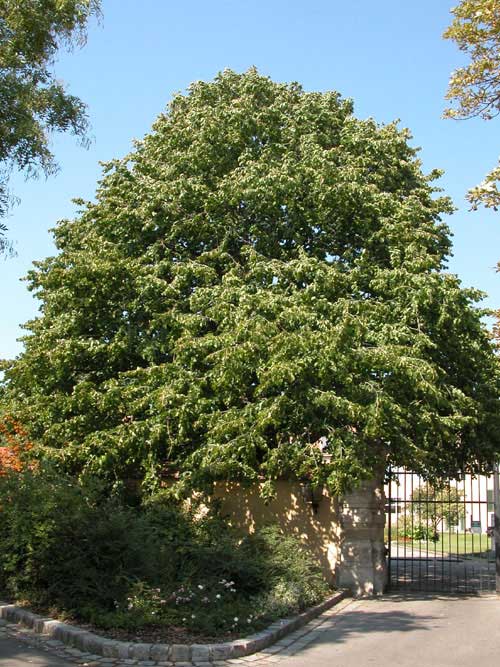 corylus colurna 09