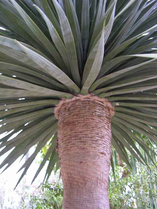 dracaena draco 03