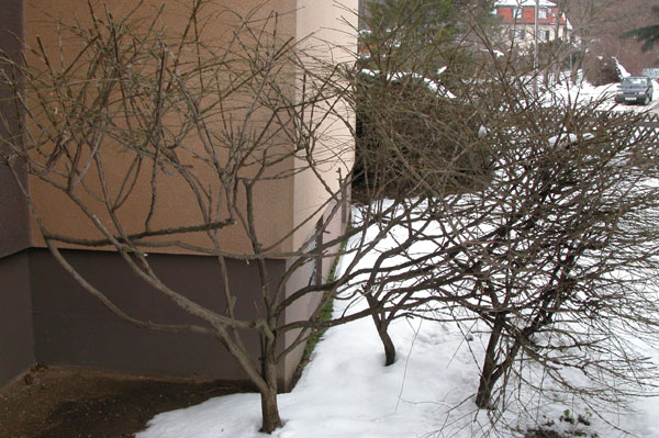 euonymus alatus 01