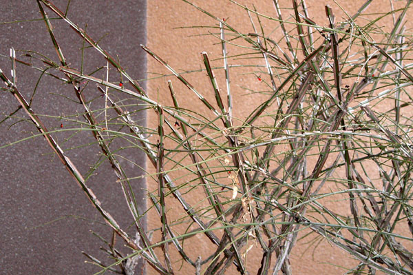 euonymus alatus 06