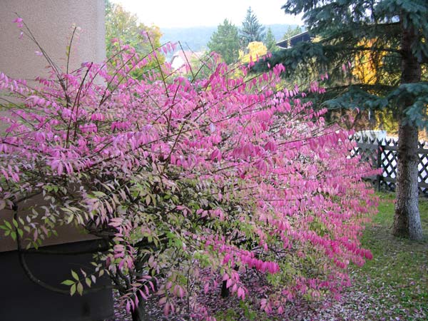 euonymus alatus 09