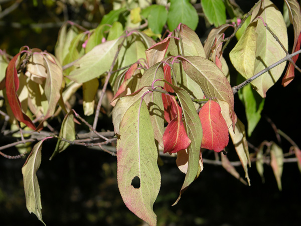 euonymus  nikoensis 1