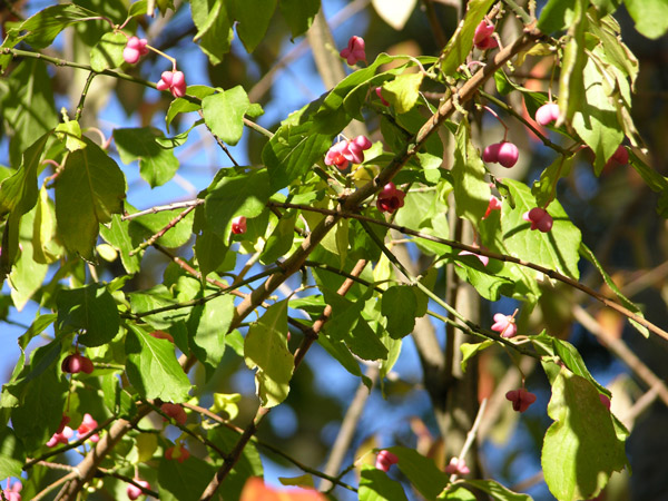 euonymus  nikoensis 2