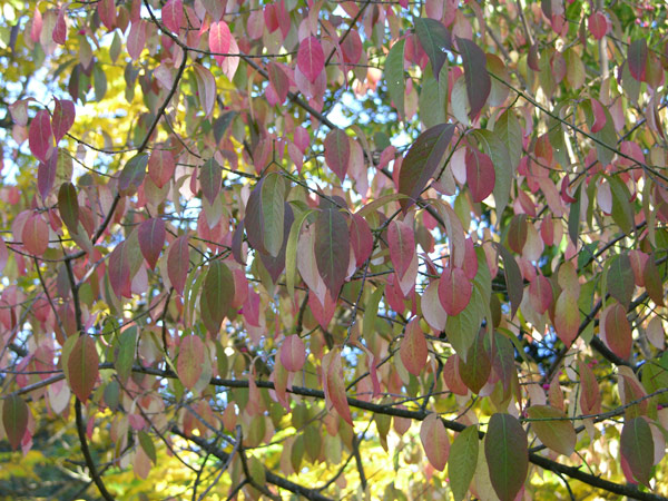 euonymus  nikoensis 3