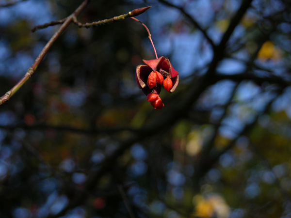euonymus sachalinensis 1