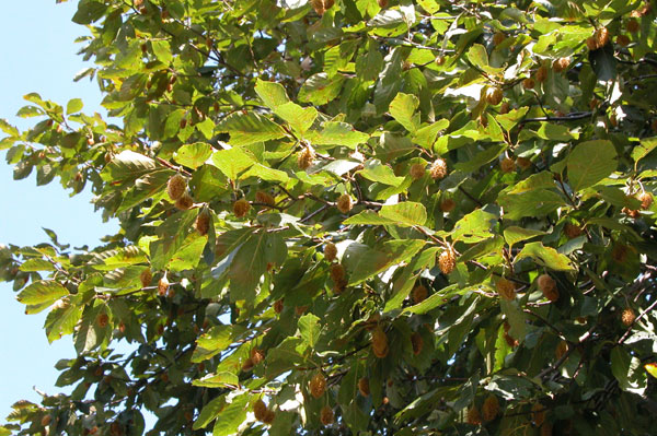 fagus grandifolia 03