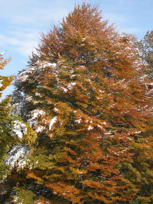 fagus sylvatica asplenifolia 06