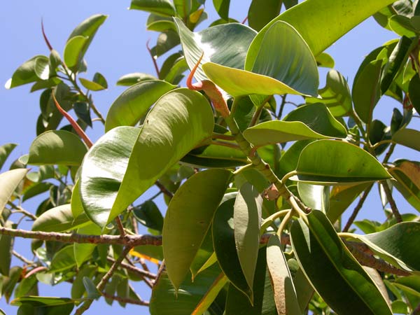 ficus elastica 01