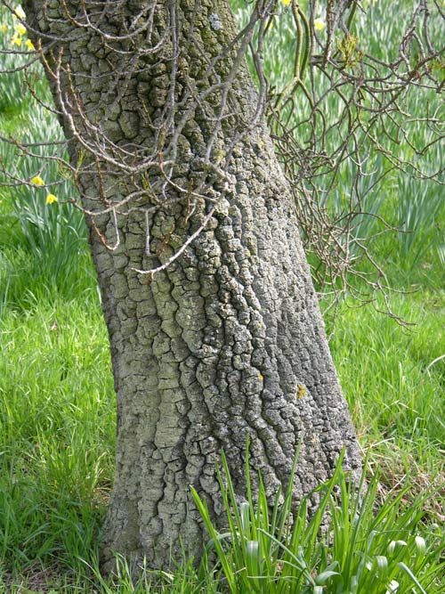 fraxinus angustifolia 05