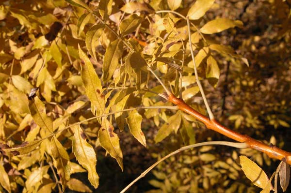 fraxinus excelsior jaspidea 05