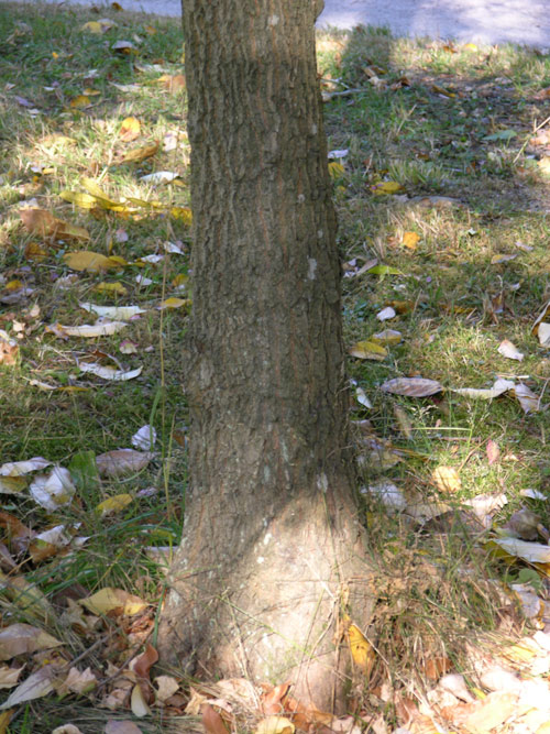 fraxinus mandshurica 2