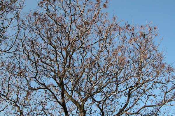 fraxinus ornus 03