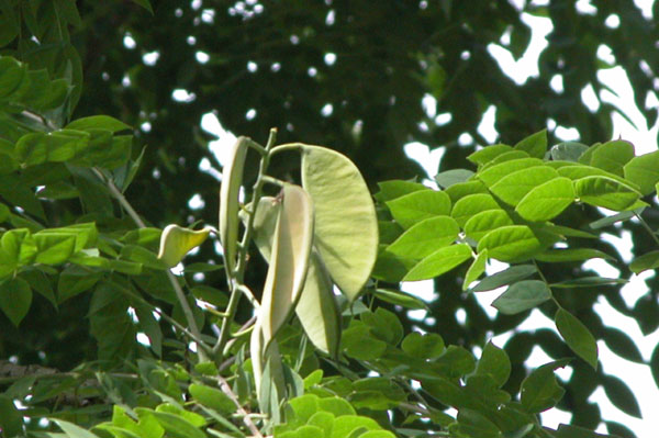 gymnocladus dioicus 05