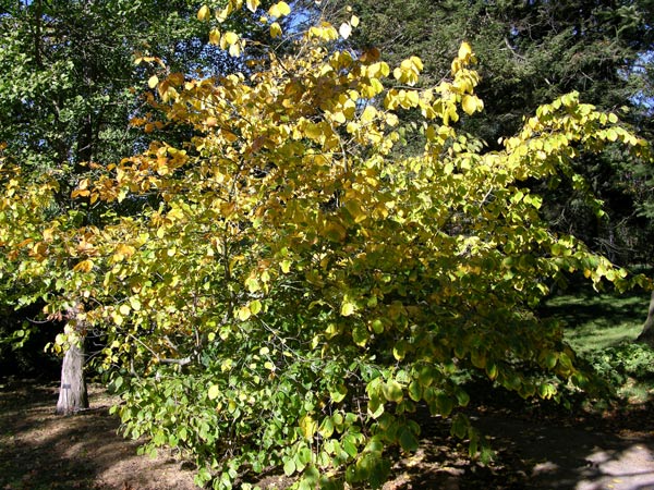hamamelis virginiana 03