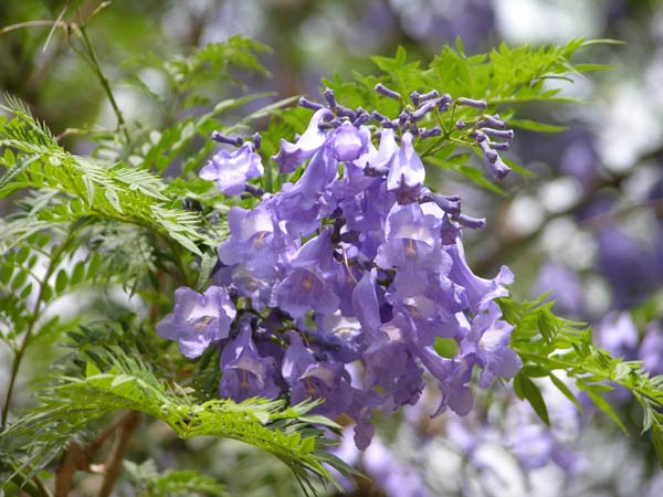 jacaranda mimosifolia 03