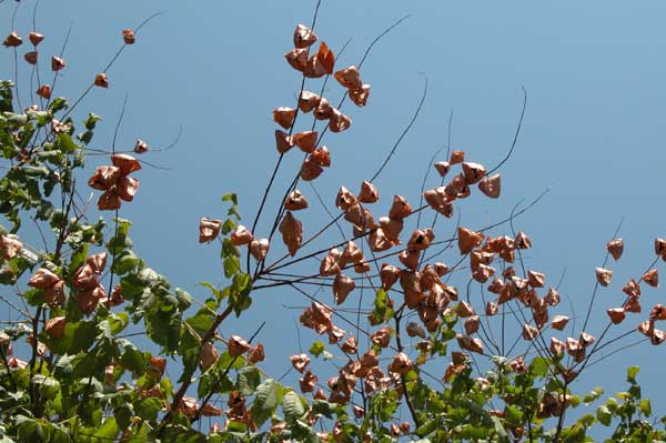koelreuteria paniculata 09