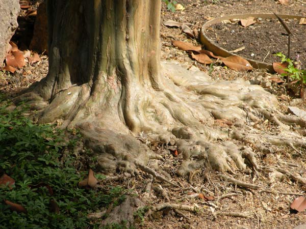 lagerstroemia indica 16