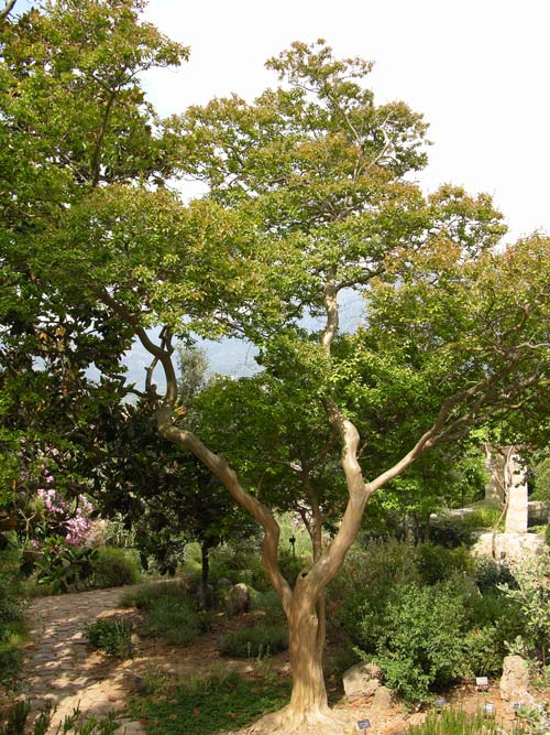lagerstroemia indica 17