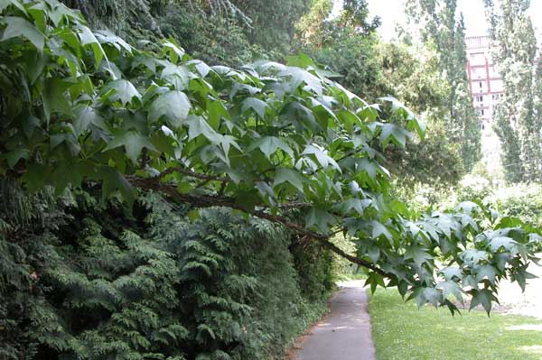 liquidambar styraciflua 08