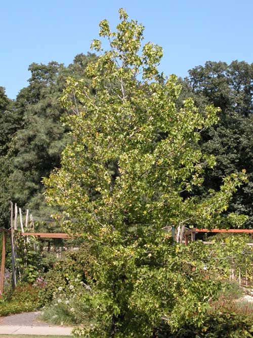 liquidambar styraciflua 09