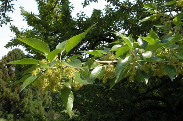 maclura pomifera 07