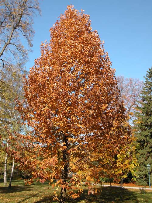 magnolia acuminata 03