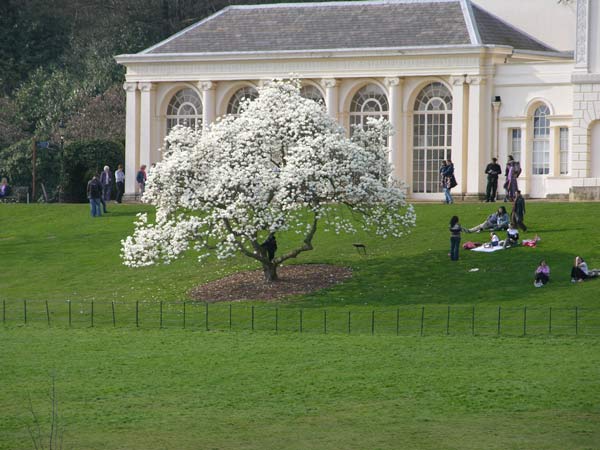 magnolia sp 04