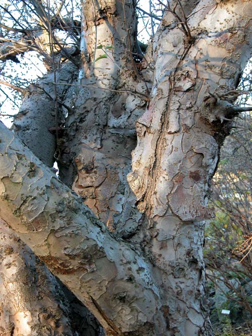 malus sikkimensis 03