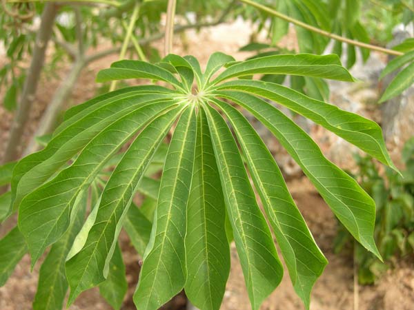 manihot esculenta 03
