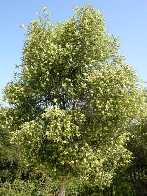 melaleuca styphelioides 02