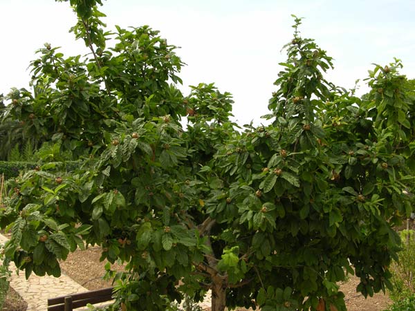 mespilus germanica 02
