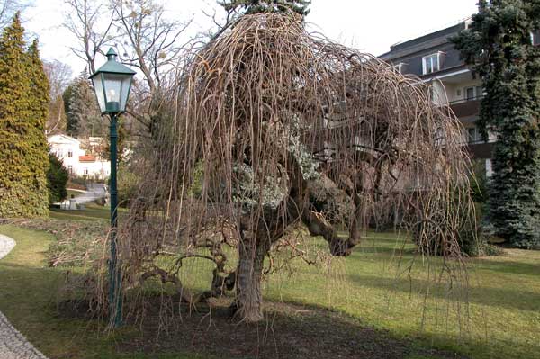 Pendula Morus Nigra Pendula