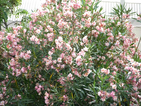 nerium oleander 06
