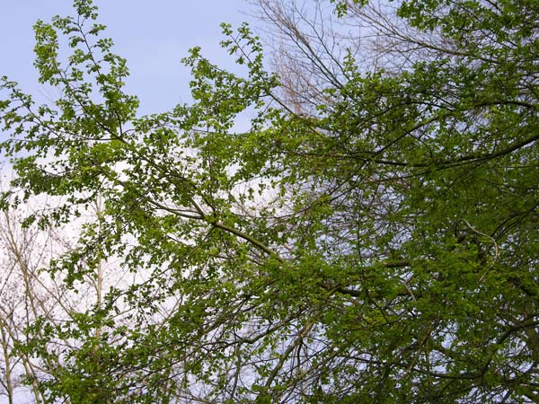 nothofagus obliqua 2